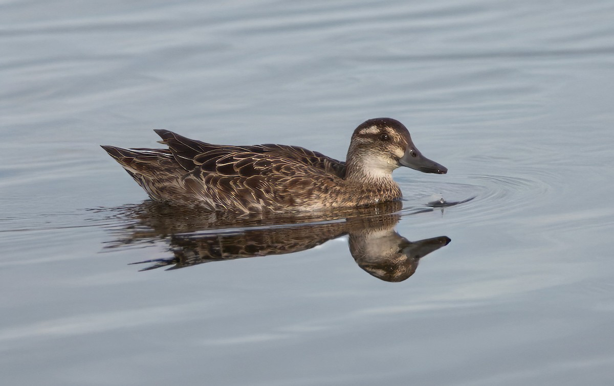 Garganey - ML644503335
