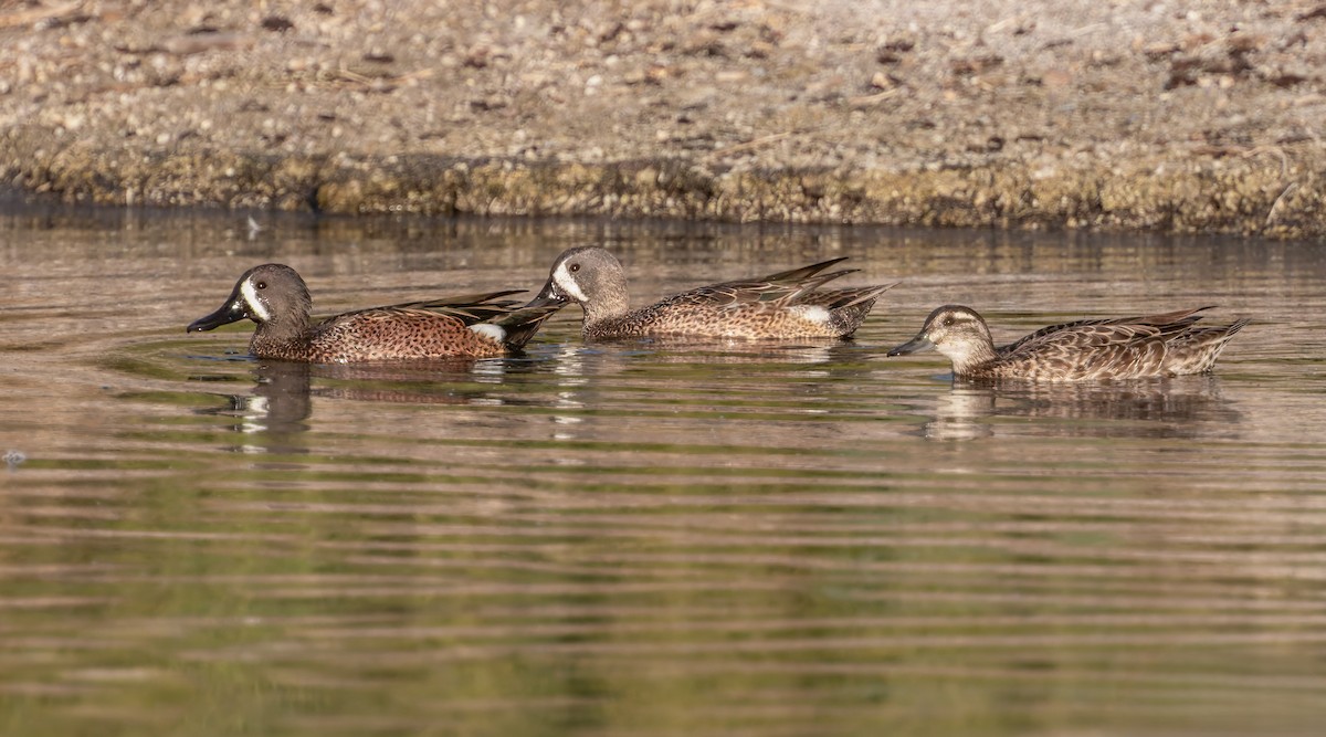 Garganey - ML644503336