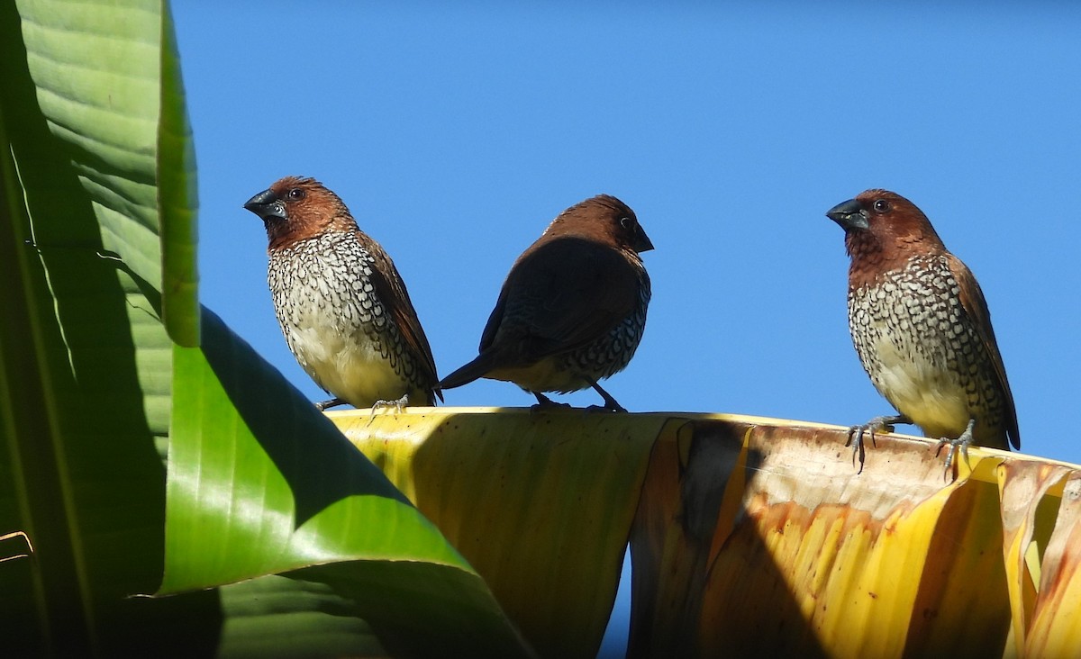 Scaly-breasted Munia - ML644503339