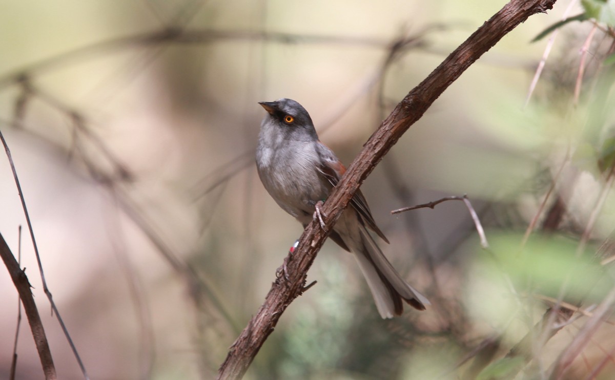 Yellow-eyed Junco - ML644503340
