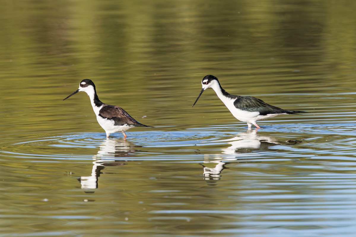 Кулик-довгоніг американський - ML644503342