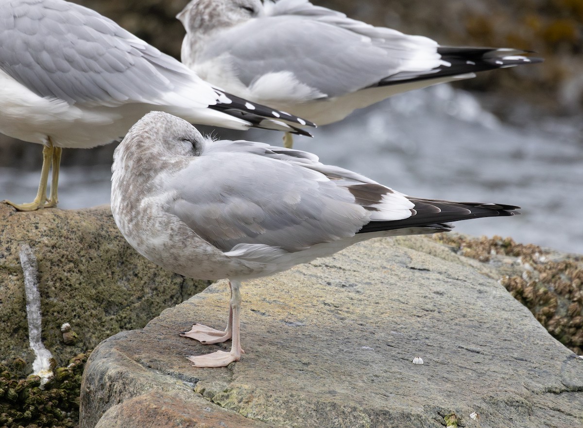 Short-billed Gull - ML644503343