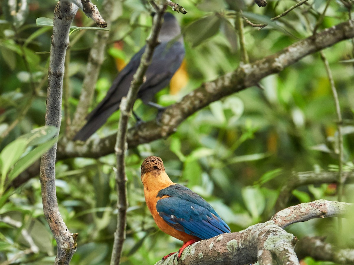 Stork-billed Kingfisher - ML644503345