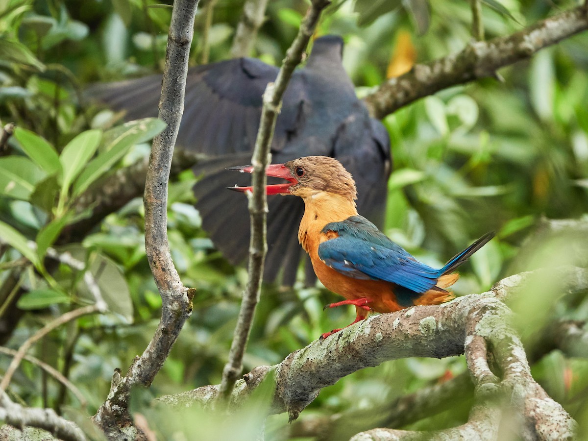 Stork-billed Kingfisher - ML644503346
