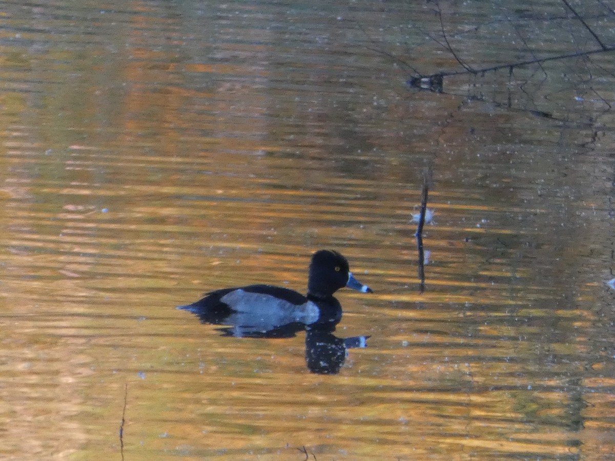 Ring-necked Duck - ML644503347