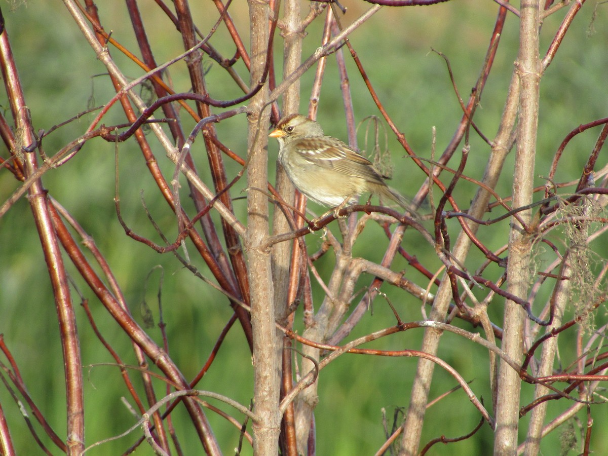 White-crowned Sparrow - ML644503349