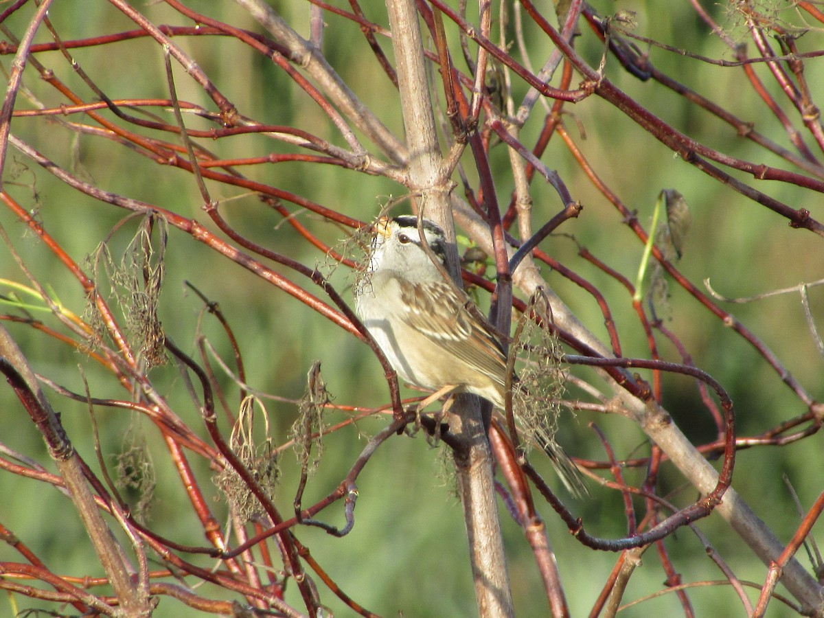 White-crowned Sparrow - ML644503350