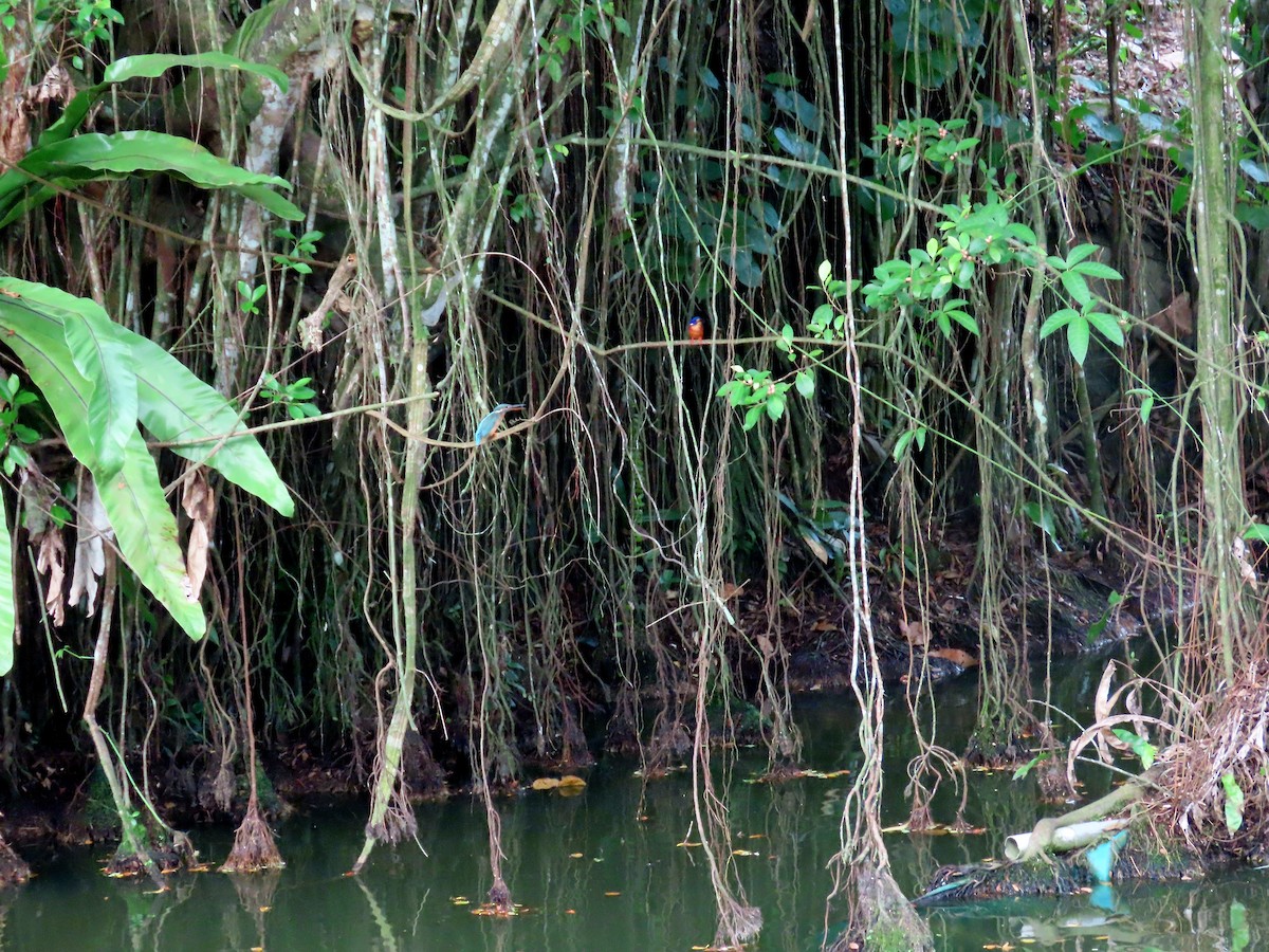 Common Kingfisher - ML644503353