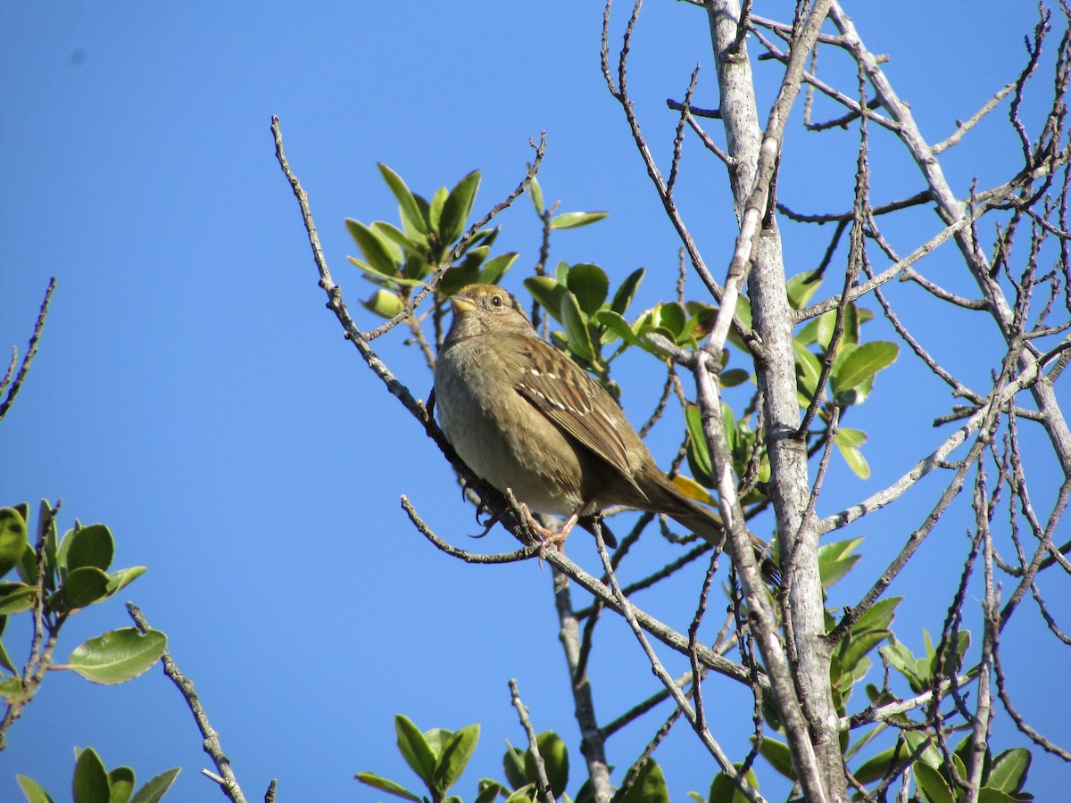 Golden-crowned Sparrow - ML644503355