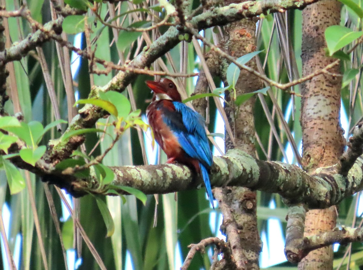 White-throated Kingfisher - ML644503356