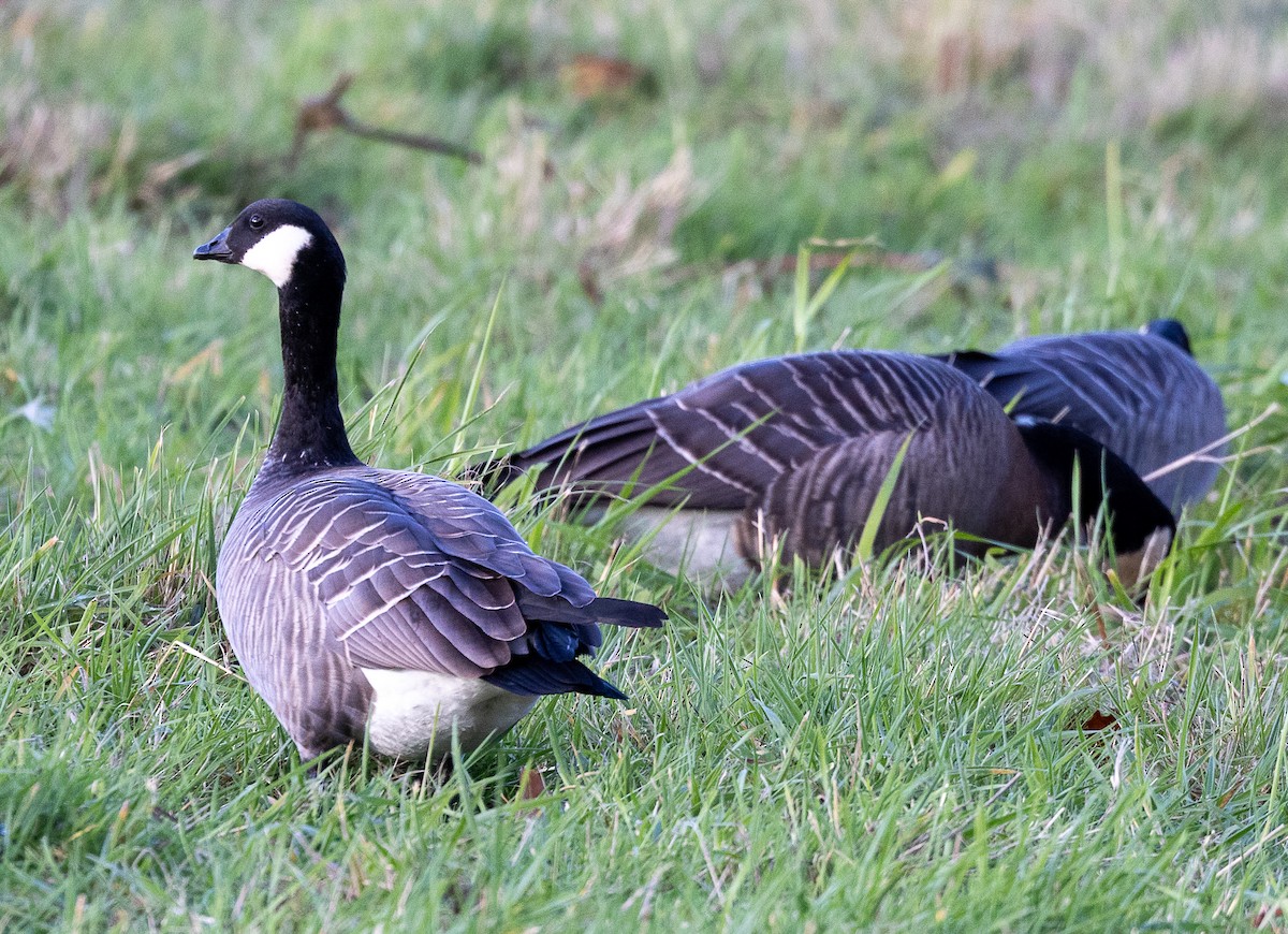 Zwergkanadagans - ML644503368