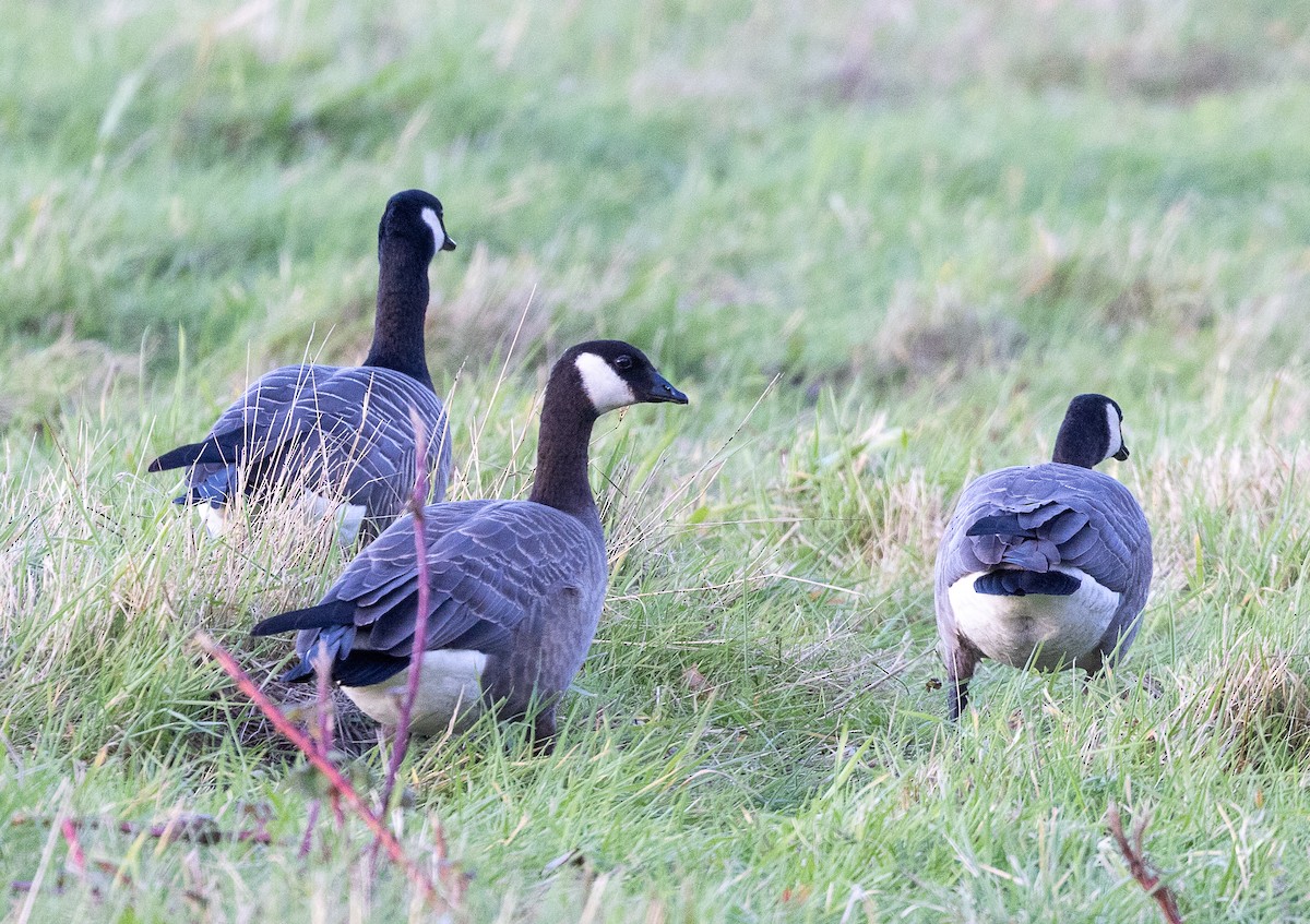 Zwergkanadagans - ML644503369