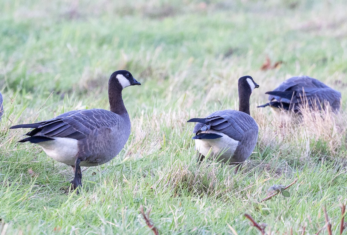 Zwergkanadagans - ML644503370