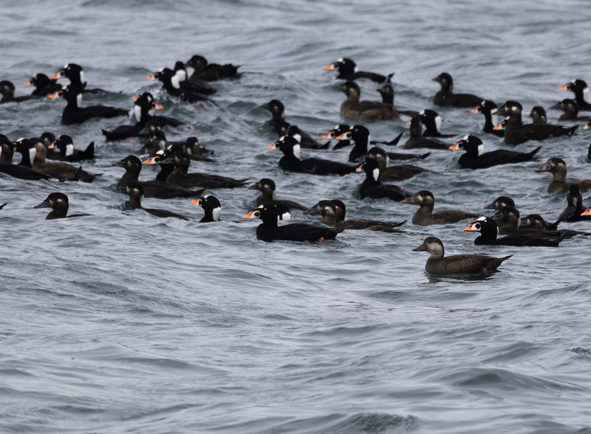 Macreuse à bec jaune - ML644503375