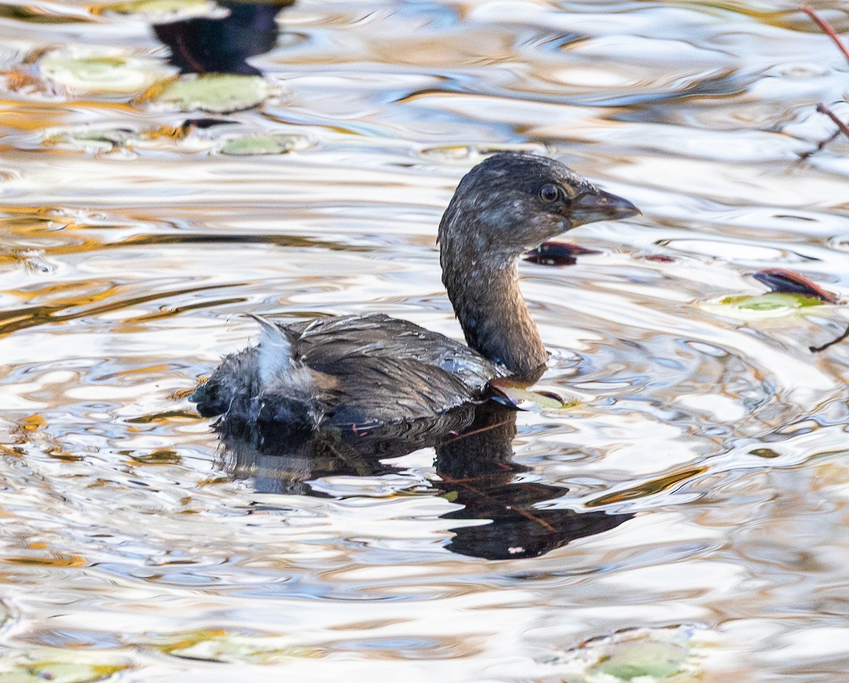 Pied-billed Grebe - ML644503377