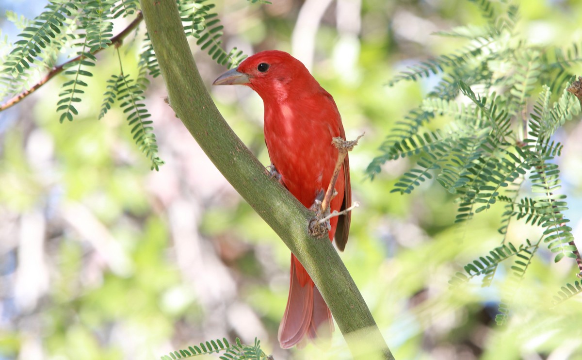 piranga ohnivá - ML644503378