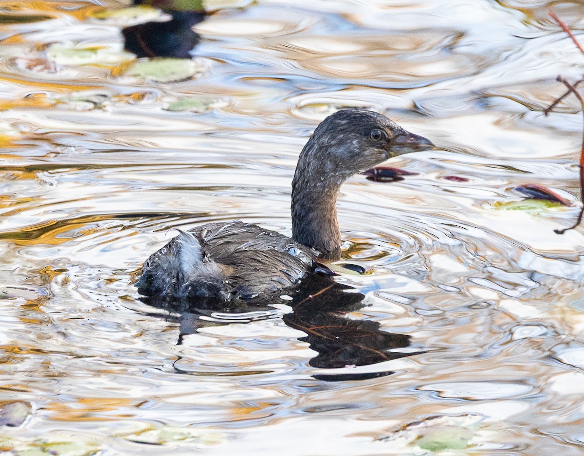 Pied-billed Grebe - ML644503379