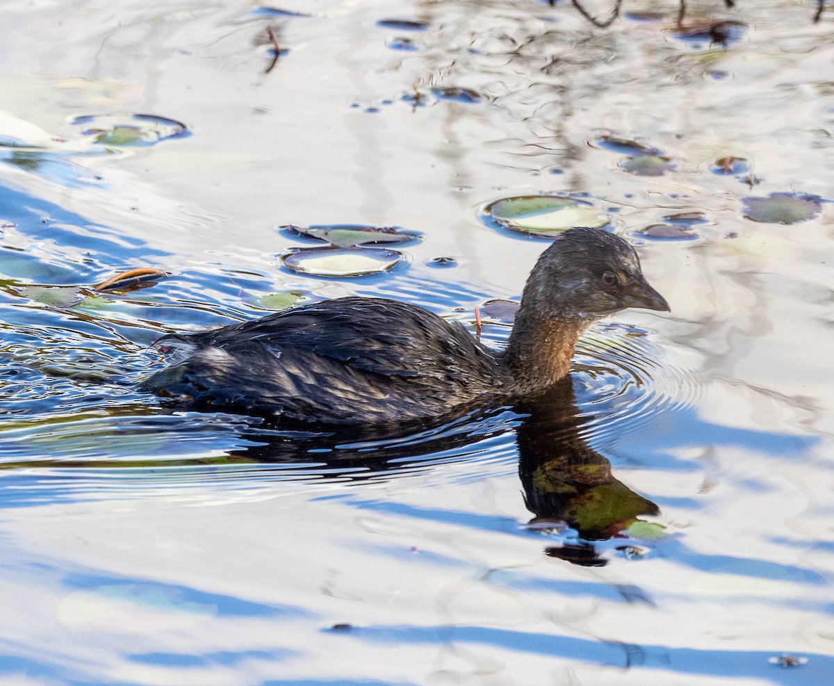 Pied-billed Grebe - ML644503380