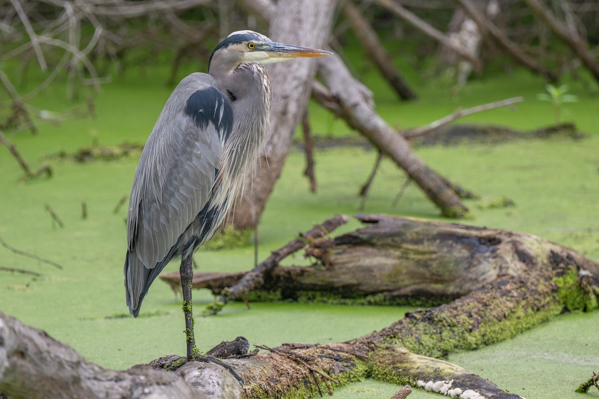 Grand Héron - ML644503385