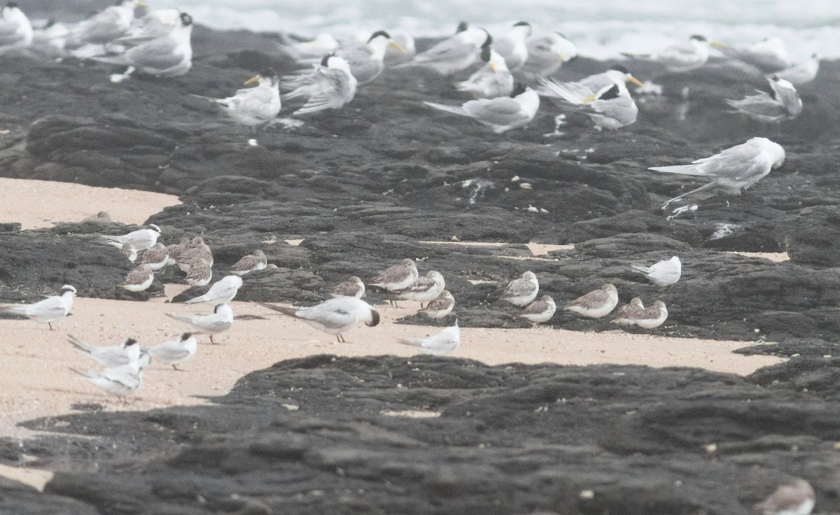 ミユビシギ - ML644503393