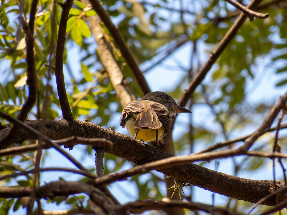 Myiarchus sp. - ML644503403