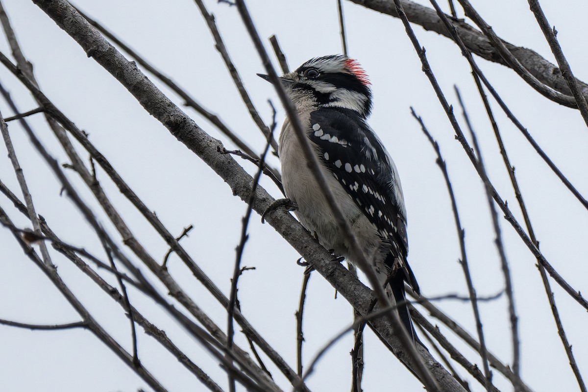 Downy Woodpecker - ML644503409