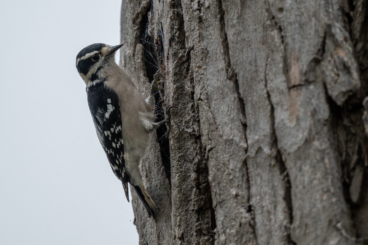 Downy Woodpecker - ML644503411