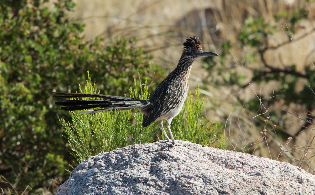 kukačka kohoutí - ML644503415