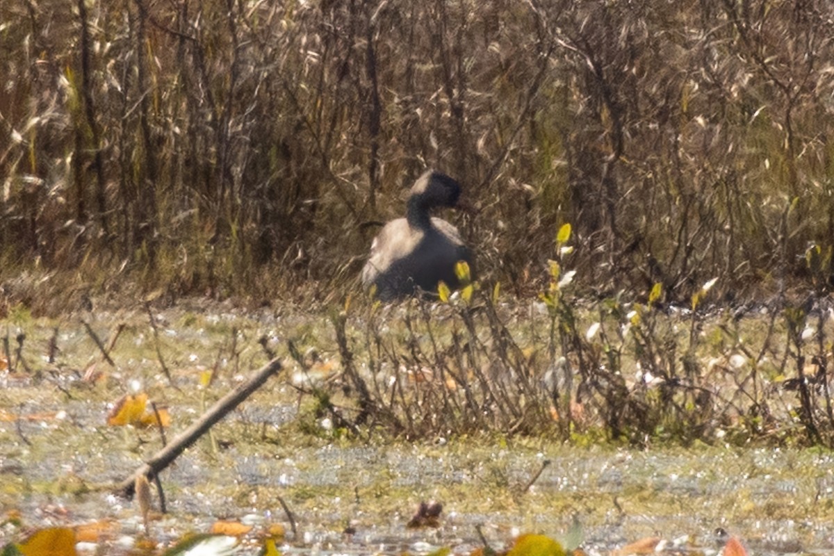 Гуска сіра (свійська) - ML644503431