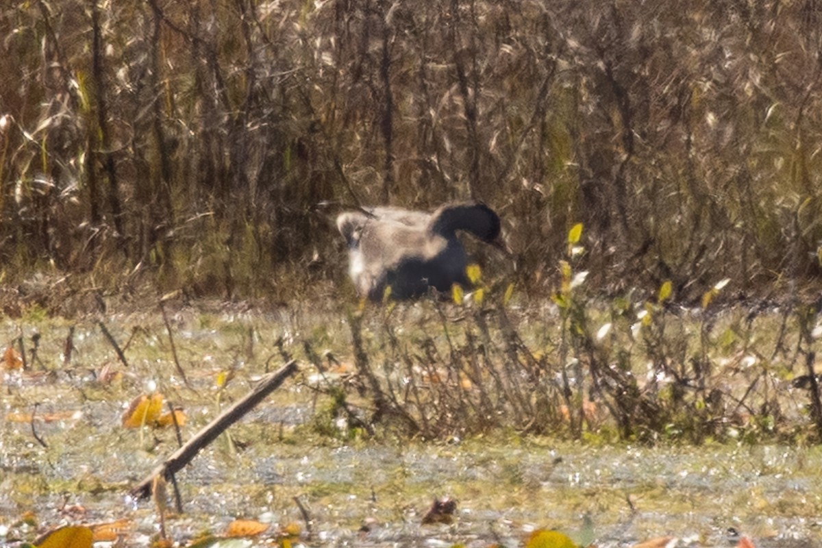 Гуска сіра (свійська) - ML644503435