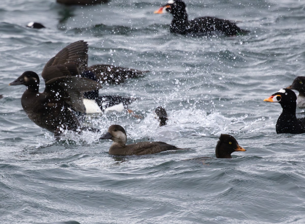 Macreuse à bec jaune - ML644503436