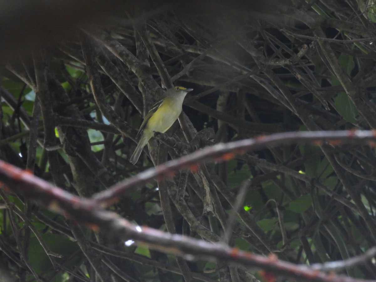 Белоглазый виреон - ML644503437