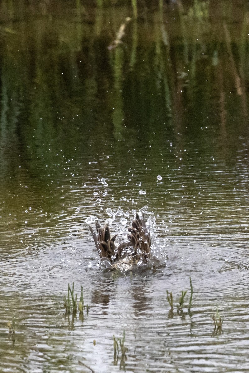 Savannah Sparrow - ML644503438