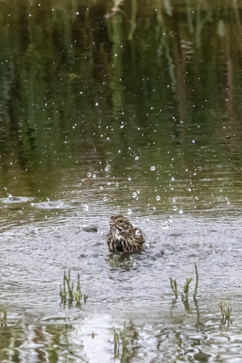 Savannah Sparrow - ML644503439