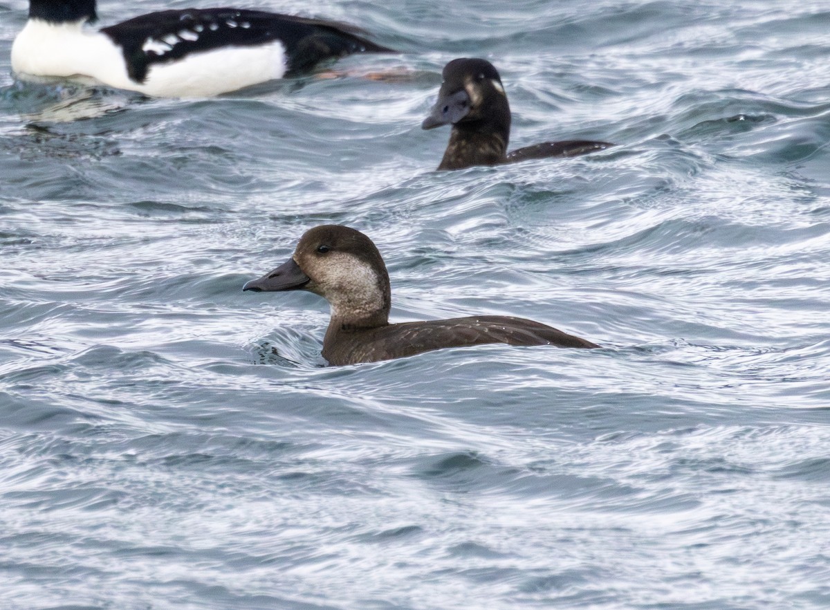 Macreuse à bec jaune - ML644503442
