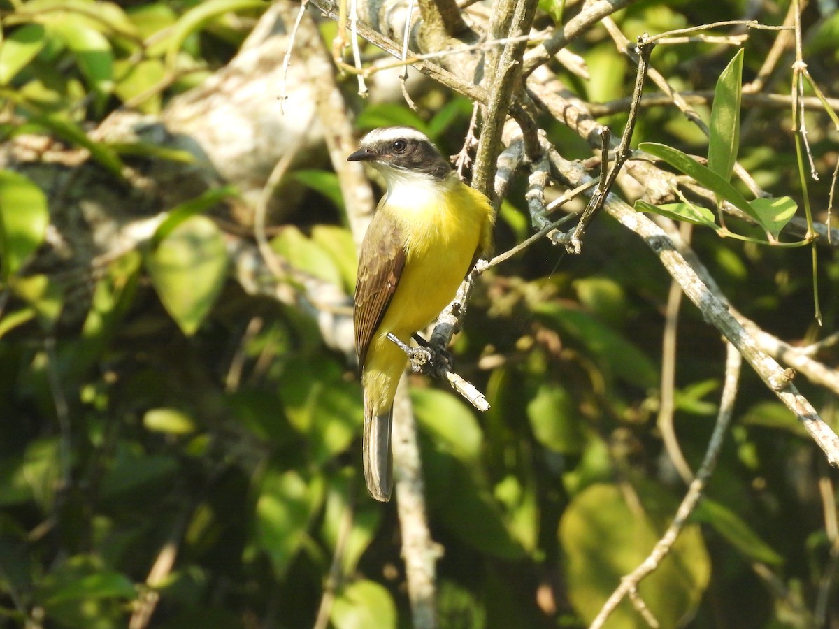 Sosyal Tiran - ML644503443