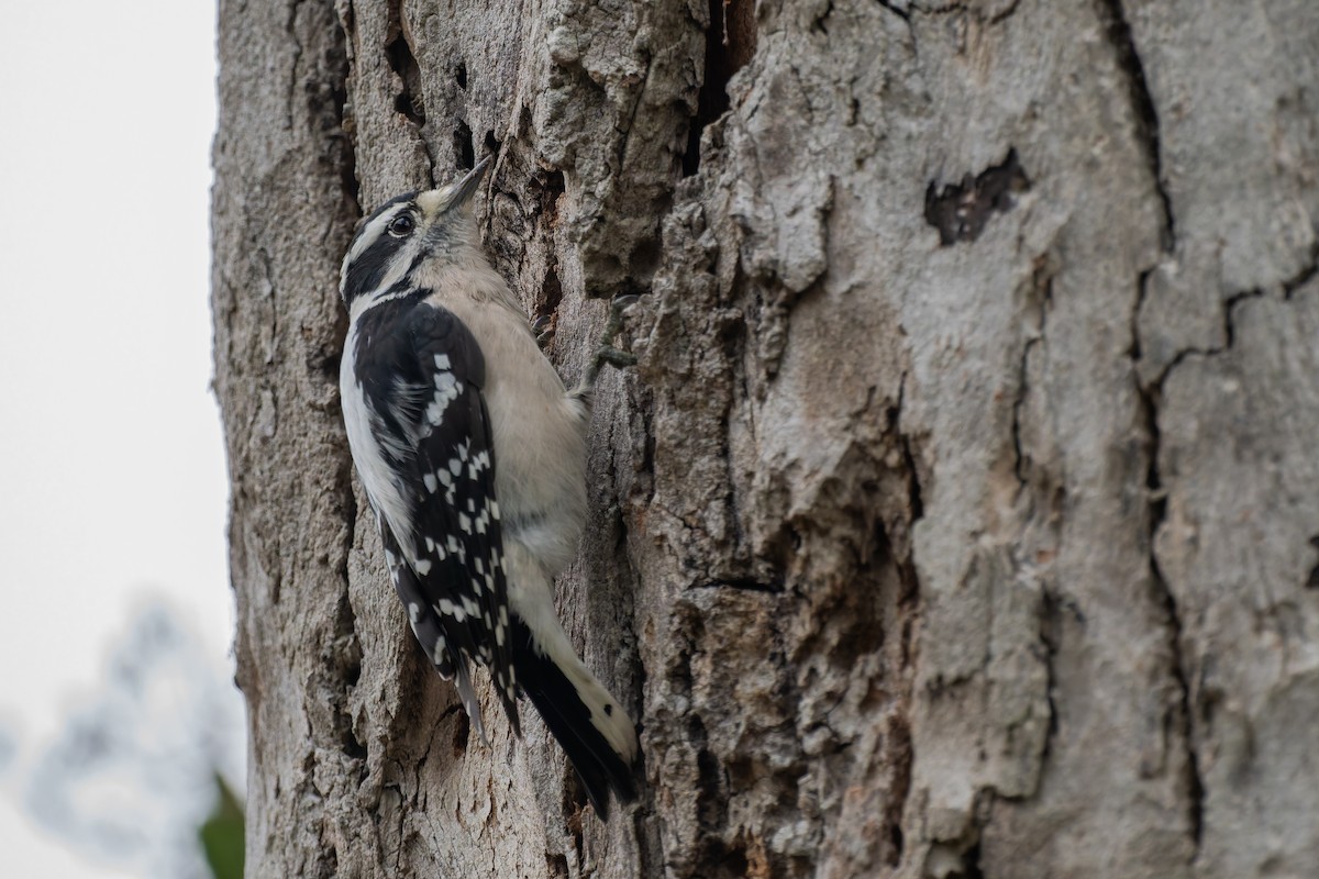 Downy Woodpecker - ML644503444