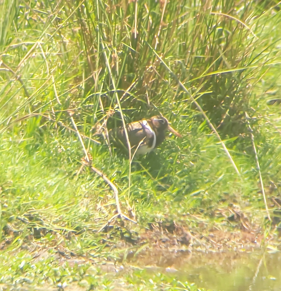 Australian Painted-Snipe - ML644503446