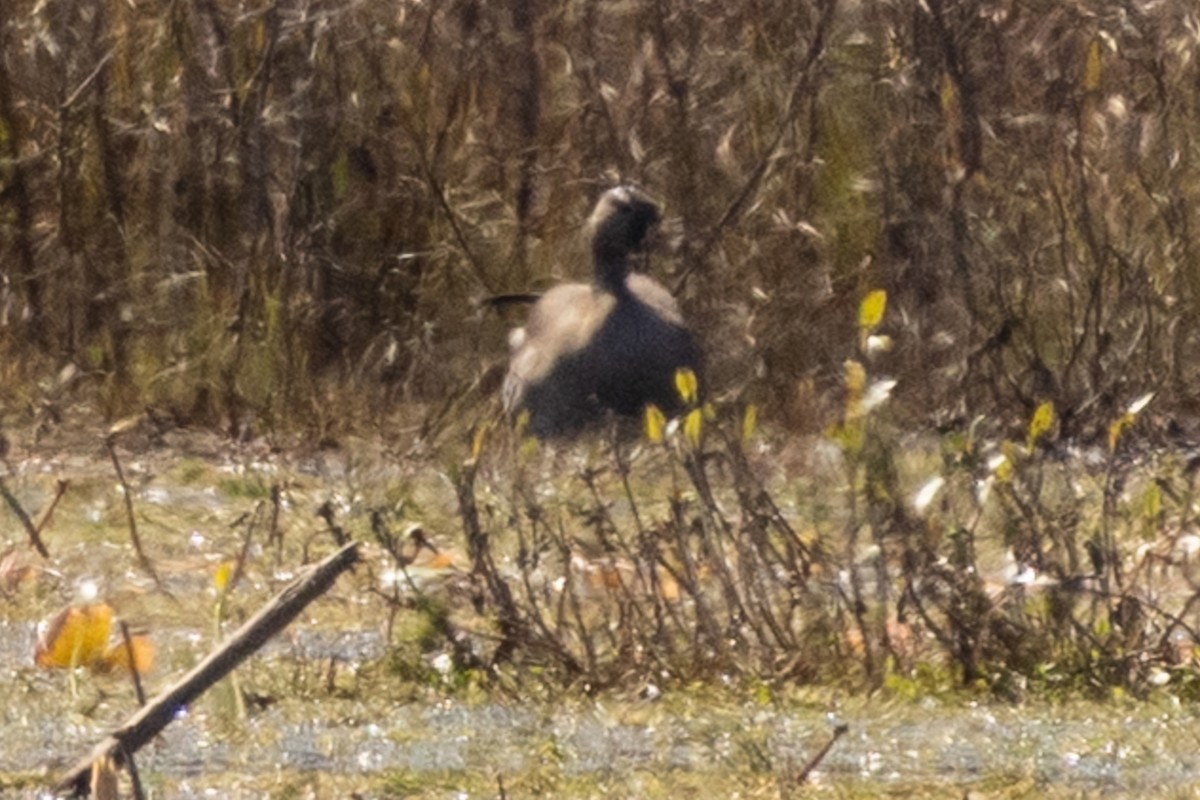 Гуска сіра (свійська) - ML644503453