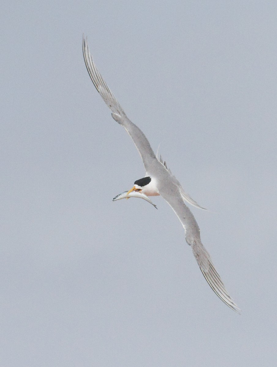 Great Crested Tern - ML644503459