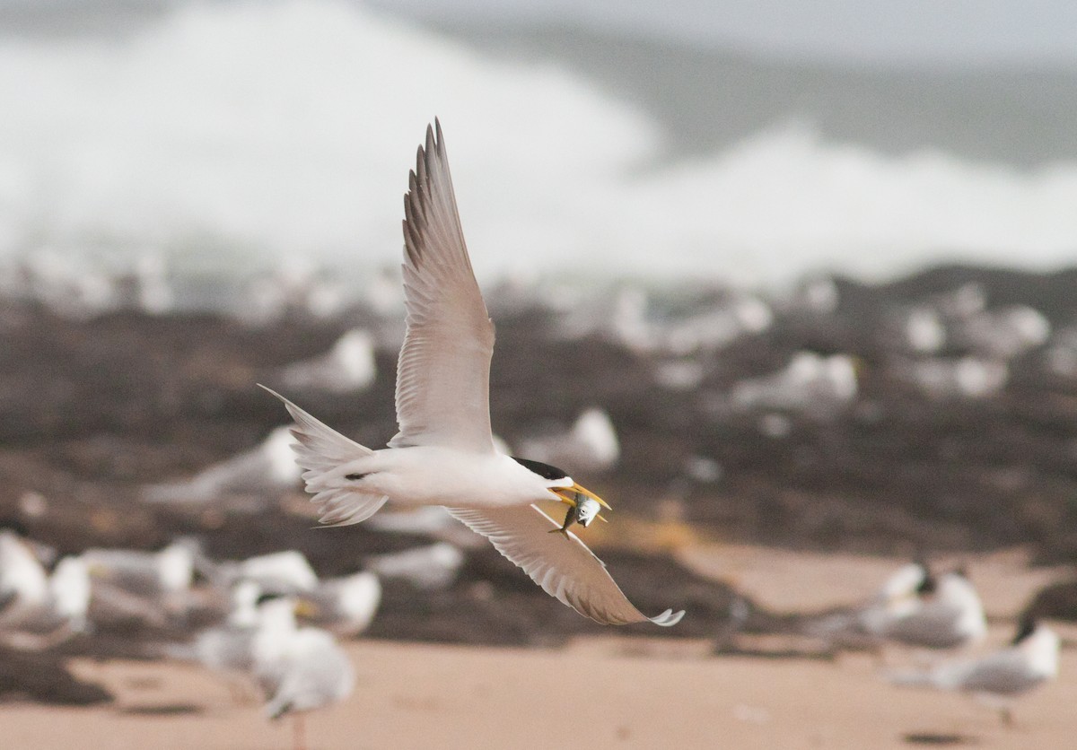 Great Crested Tern - ML644503460