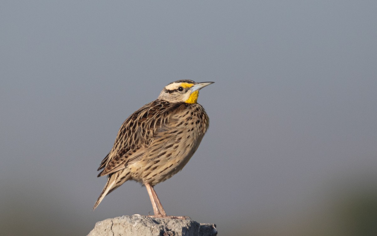 Pradero Chihuahuense - ML644503461