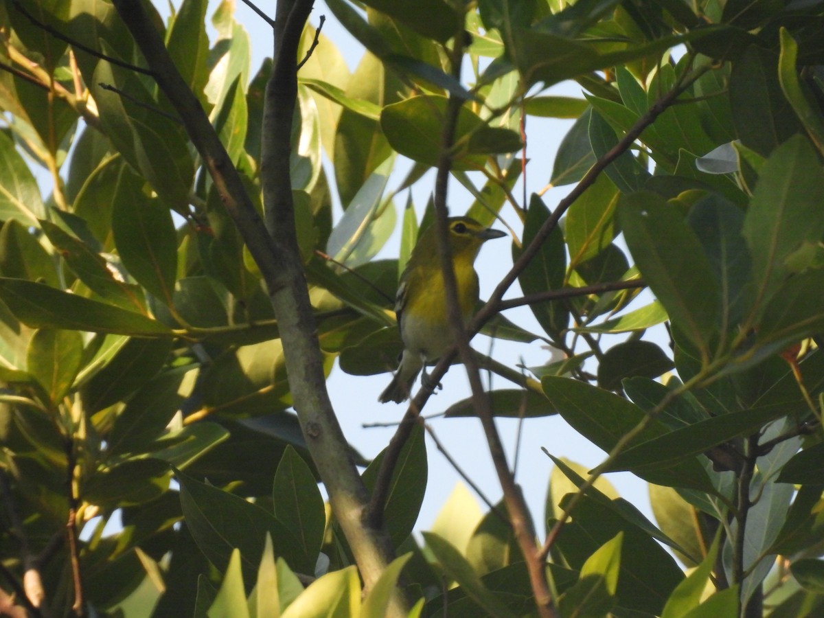 Yellow-throated Vireo - ML644503462