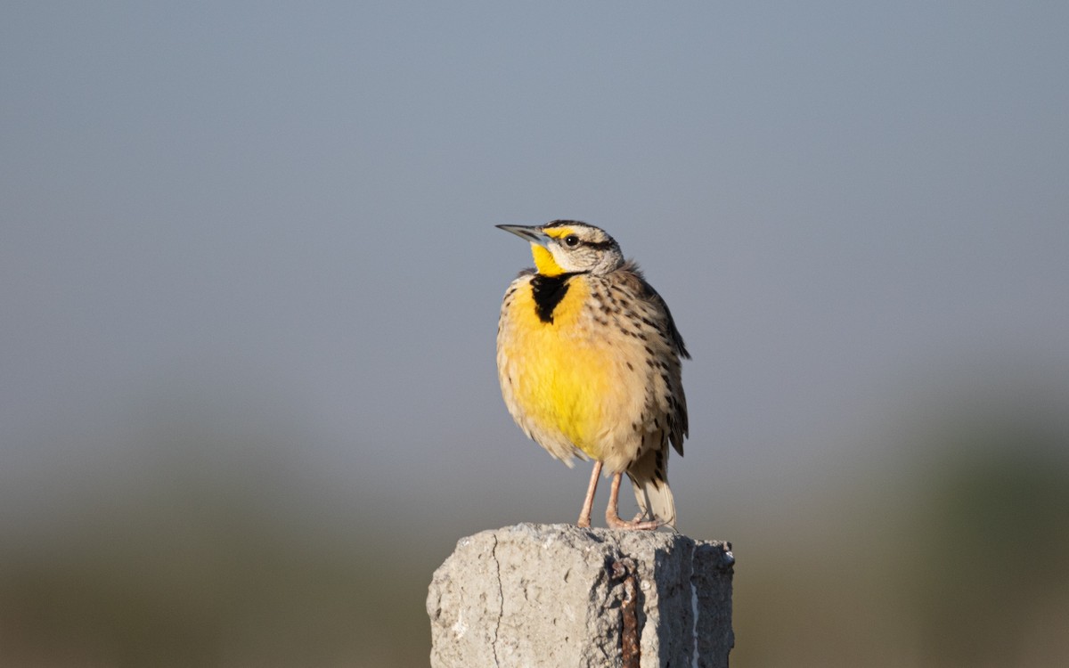 Pradero Chihuahuense - ML644503463