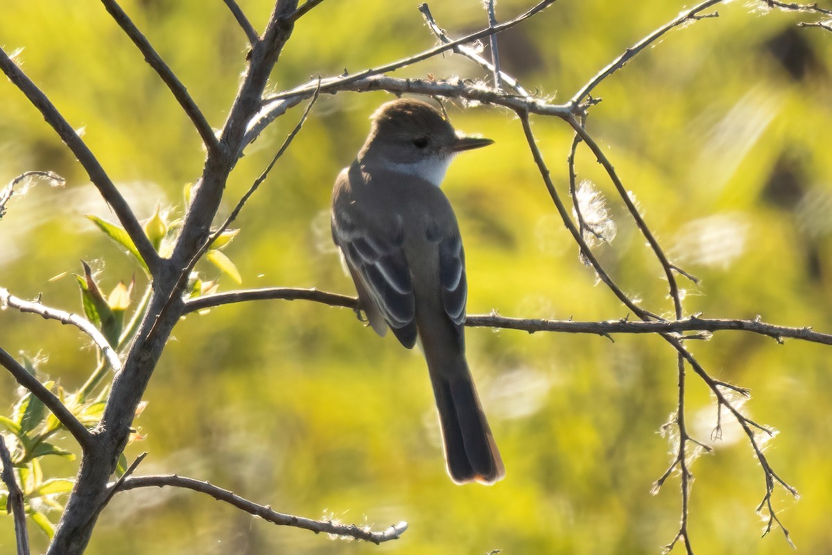 blektyrann - ML644503464