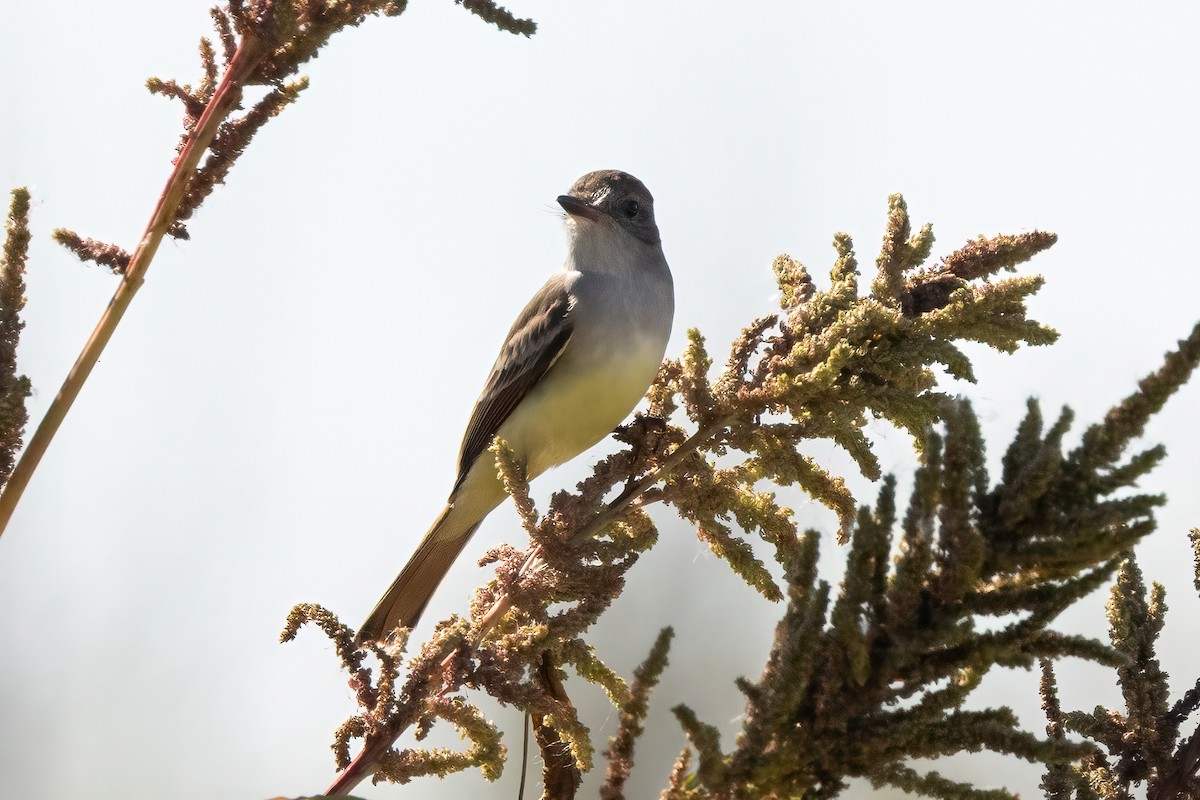 blektyrann - ML644503465