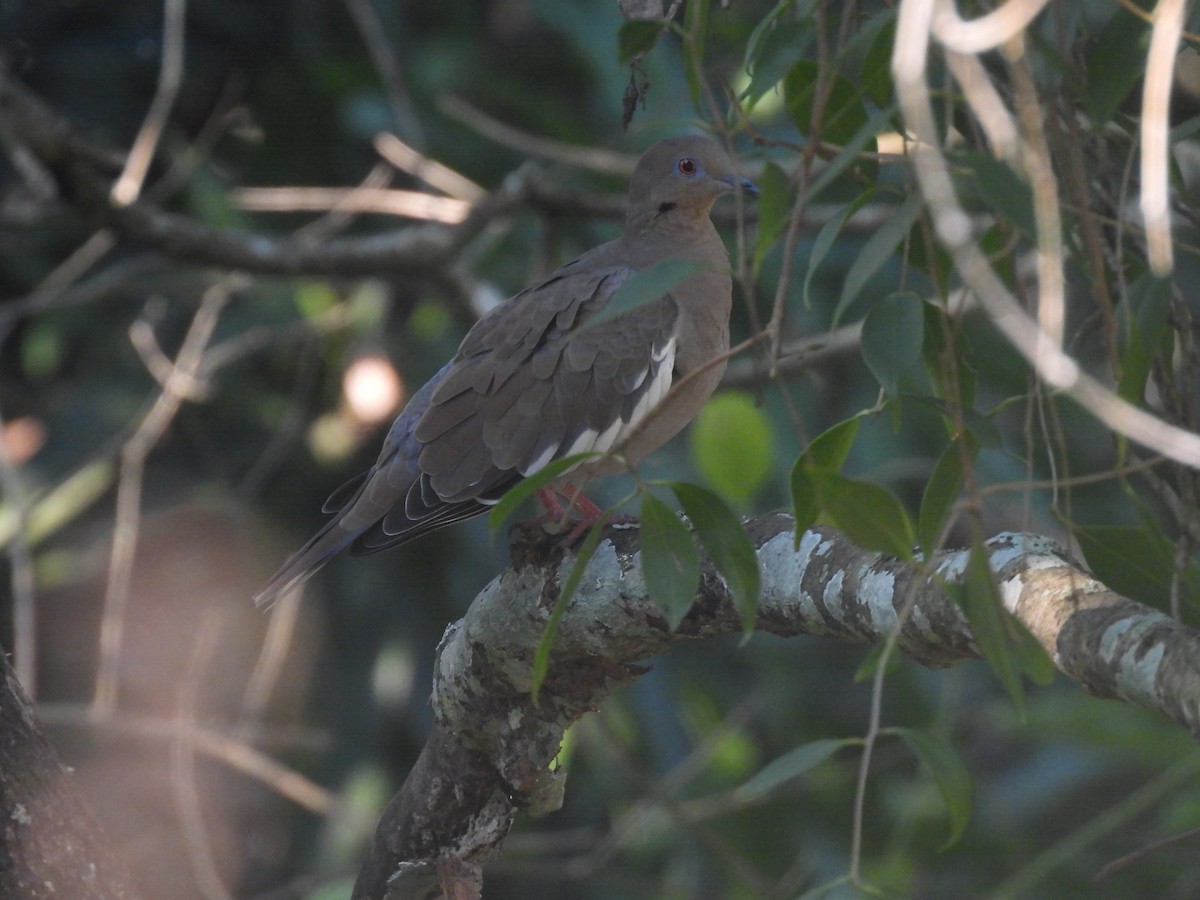 White-winged Dove - ML644503466
