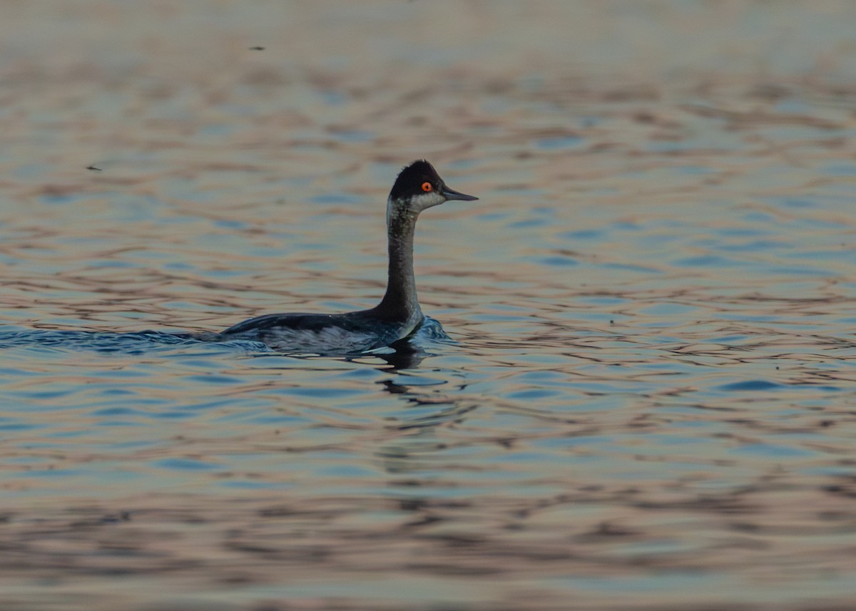 Eared Grebe - ML644503467