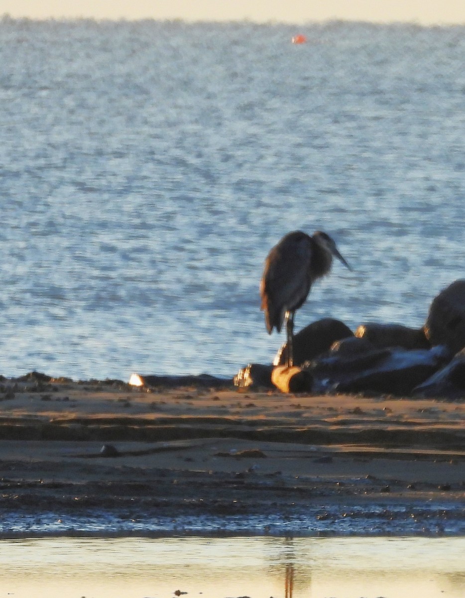 Grand Héron (groupe herodias) - ML644503468