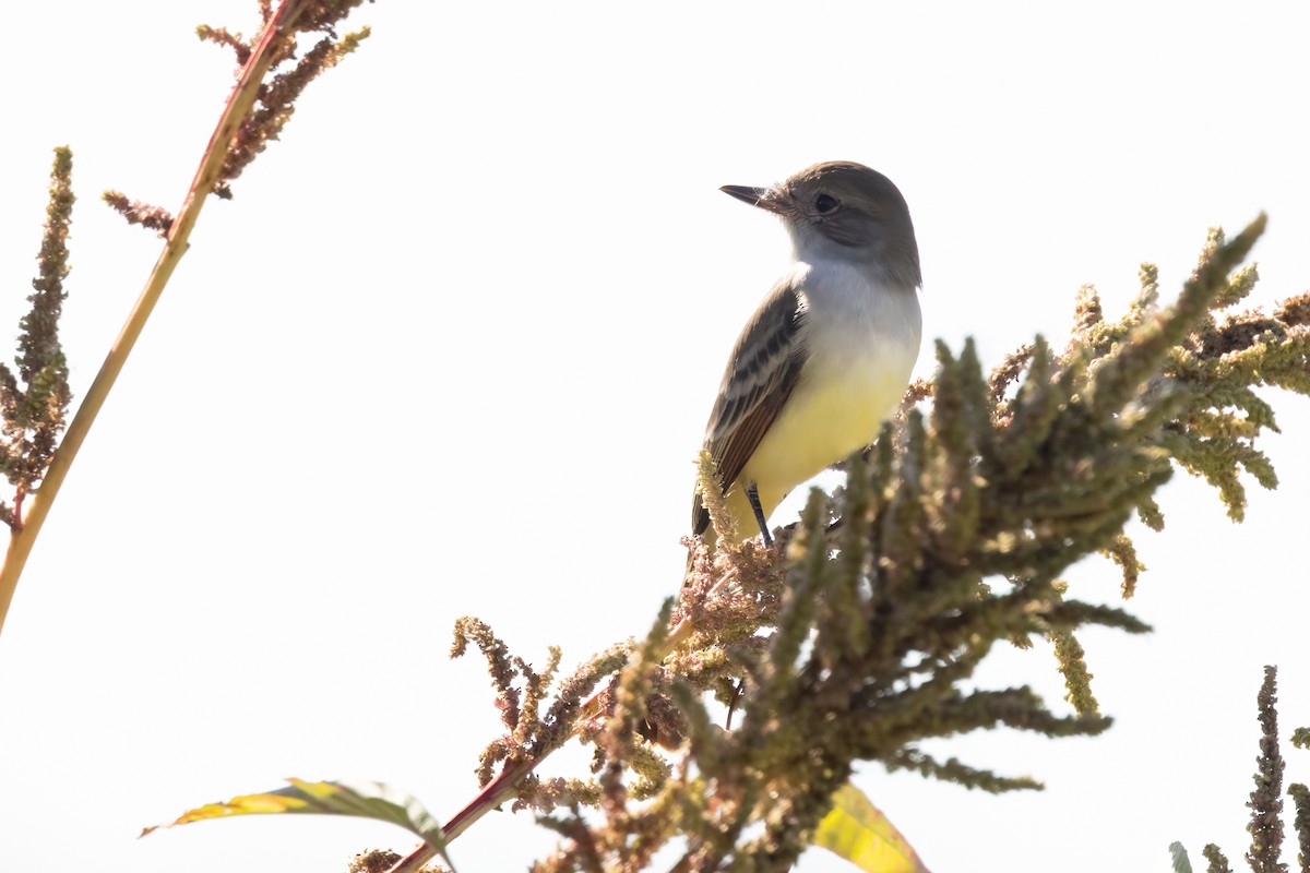 blektyrann - ML644503469